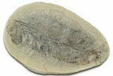 Macroneuropteris Fern Fossil Pos/Neg - Mazon Creek #325868-1